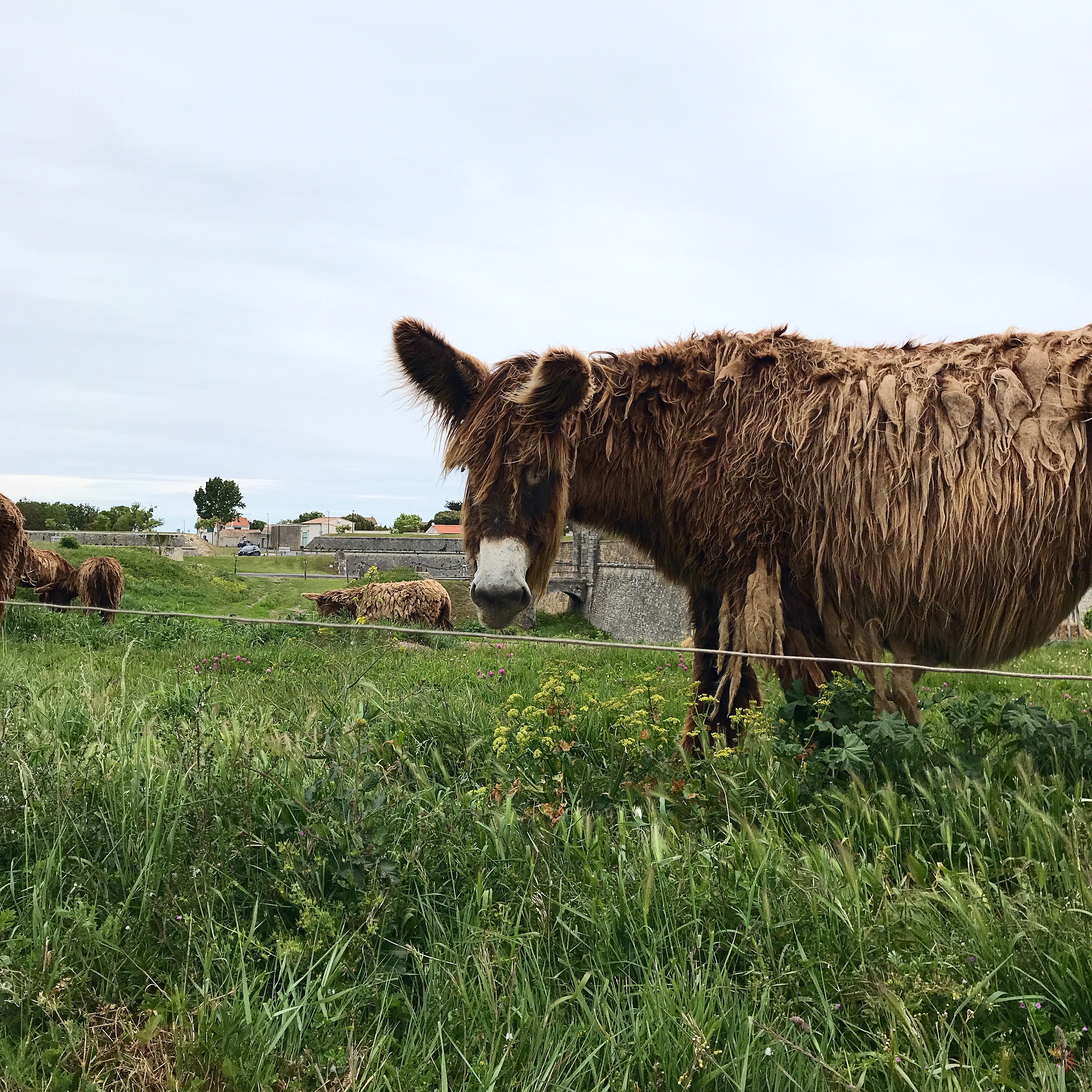 Donkeys in Ile de Re