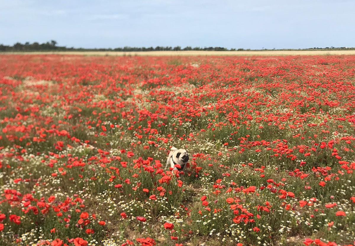 Ile de Re pug